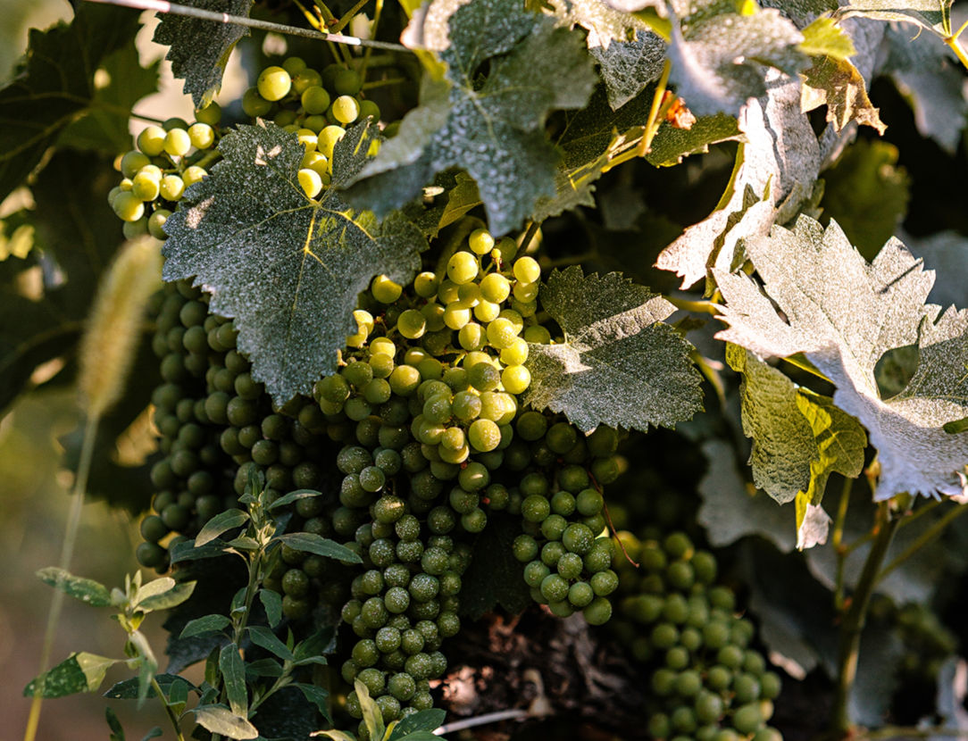 Presentation Group Taillan